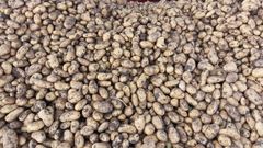 Premium Egyptian Fresh Potatoes - Export Quality - Image 5