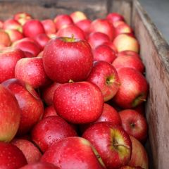 FRESH Cripps Red Apples for sale - CLASS 1 Export Quality Cripps Red Apples from South Africa – product photo 1, product detail gallery