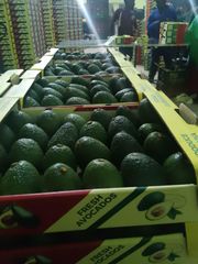 Fresh Avocado – product photo 1, product detail gallery