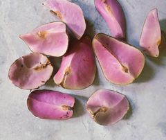 kolanut - Image 4
