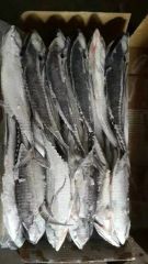 Whole Round Frozen Seafood Hardtail Scad Fish MOQ 28 Mt Origin China Model NO. H-B Original China Shelf Life 1 Year HS Code - Image 4