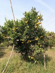 Fresh Oranges directly from our own Farm - Image 1