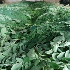 Fresh Moringa leaves - Image 1