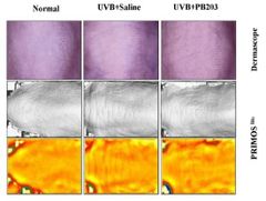PB203, Actinidia polygama (Silver vine fruit) extract powder Shelf Life 27 months at RT Place of Origin South Korea Type Functional ingredient approved by MFDS in - Image 4