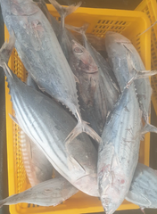Frozen Skipjack Tuna Origin China Weight Range 1500-1800g - Image 1