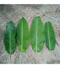 banana leaf - Image 1