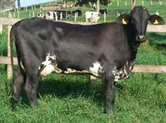 Girolando Cows livestock Origin Europe Type Livestock Pricing Best Price Quality High Quality Delivery Fast Delivery Support Availability 24/7 Available - Image 2