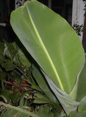 BANANA LEAF TOMATO ONION DRUMSTICK - Image 1