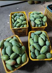 Fresh Mango – product photo 2, product detail gallery