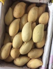 Fresh Mango - Image 1