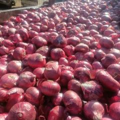 Fresh onion – product photo 1, product detail gallery