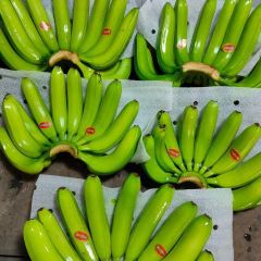 TOP-QUALITY FRESH CAVENDISH BANANAS - PREMIUM TASTE WITH GOOD PRICE FROM VIETNAM – product photo 1, product detail gallery