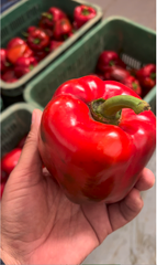 California Pepper - Image 2