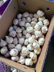 Garlic Grade AAA Aroma Strong Flavor Pungent Brand Name STAR Storage Type Cold storage Place of Origin Shandong, China Packaging 2.5/2.6/2.7/10/20KG N.W. mesh bag - Image 1