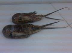 FROZEN RAW ROCK LOBSTER WHOLE (PanulirusPolyphagus) – product photo 1, product detail gallery