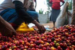 Kenya green coffee beans Grade AA+ Packaging 60kg Drying Process Sun drying Processing Type Washed - Image 1