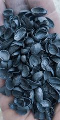 Pistachio Nutshells & Biomass Carbon - Image 2