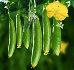 Fresh Sponge Gourd - Image 1