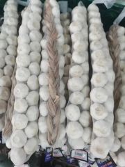 China New Big Size Braid Fresh Pure White Garlic Style Whole Origin China HS Code 070320 Type Pure White Trademark Green - Image 4