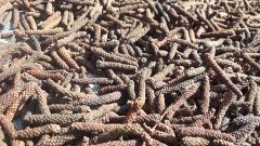 DRIED LONG PEPPER Size 3-7cm Color Black Style Dried Shape Piece Weight (kg) 50 Taste Spicy Hot Drying Process AD Processing Type - Image 4