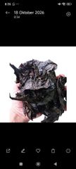 Dried Catappa Leaves Grade A+ - Image 4