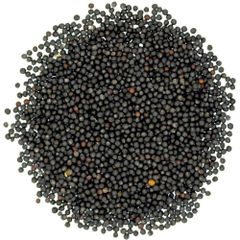 Premium Canola Seed For Modern Farming High Yield Crop Production With Clean Grains Suitable For Oil Processing - Image 5