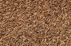 cumin seed - Image 1