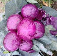 white Cabbage Style Fresh Address egypt Model Number 1 Quality Top Grade Manufacturer Bloom Taste Natural Taste Color Purple, - Image 3