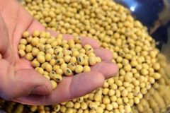 soyabean seeds – product photo 1, product detail gallery