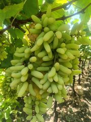Grapes - Image 6