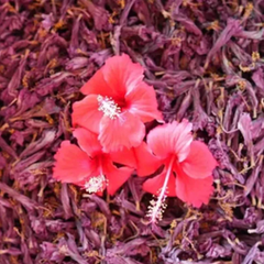 Sri Dehydrated Hibiscus - Image 2