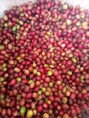 Coffee - Image 1
