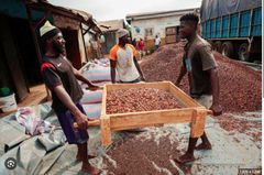 Cocoa Powder, Cocoa Butter, Cocoa Beans - Image 2
