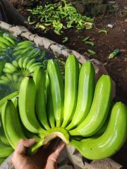 TOP-QUALITY FRESH CAVENDISH BANANAS - PREMIUM TASTE WITH GOOD PRICE FROM VIETNAM – product photo 3, product detail gallery
