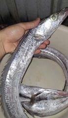 Premium Ribbon Fish from Bangladesh – Fresh Seafood Export Supply - Image 2