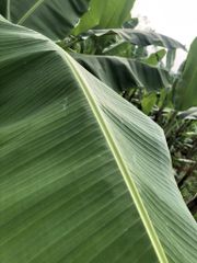 Fresh Banana leaves FULL Leaf Fresh 100% – product photo 2, product detail gallery