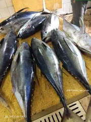 Tuna fish and King Fish, Octopus and Other grouper Fish Grade A Packaging A Drying Process a Processing Standards Haccp, Eu, Fda Compliant - Image 1