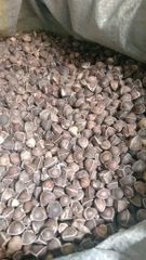 Moringa seeds - Image 1