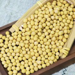 Bulk Yellow Soybeans, Premium New Crop Non-GMO Soybean for Cooking, Sprouting & Food Processing Soybean Seed - Image 5