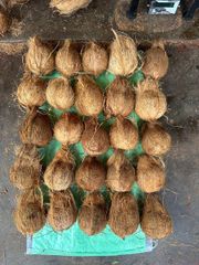 Semi-husked Coconut – product photo 2, product detail gallery