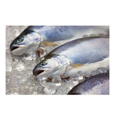 Hot Sale Price Of FRESH NORWEGIAN SALMON 1 KG For Sale - Image 3