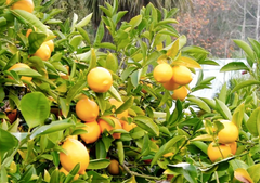 Lemon – product photo 2, product detail gallery