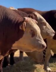 Brazilian Slaughter Calves - Image 1