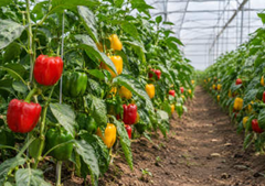 Premium Fresh Coloured Capsicum – Red & Yellow Bell Peppers | Polyhouse Grown | 150–200g – product photo 2, product detail gallery