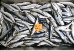 Sardinops sagax - Sardine export pacafic sardine – product photo 2, product detail gallery