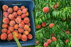 Peach – product photo 2, product detail gallery