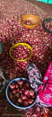 Onions Grade A Grade Color Pink (Garwa viriety) Size 25mm+ to 55mm+ as per client's requirement Packaging 1 Kg to 50 Kg in mesh/jute bags as per client's - Image 4