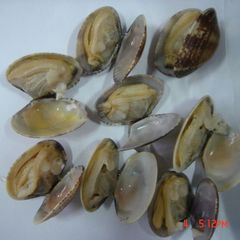 Frozen Cooked Short Neck Clams Premium Seafood Dish Style FROZEN Shelf Life 24 Address China Ingredients no Type - Image 3