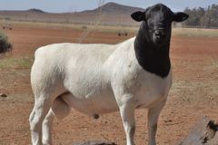 Live sheep , & Live Goats , & cattle ( steers and cows), calf ( young ) For Sale and Ready  For Export Worldwide - Image 4