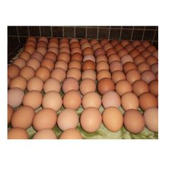 Fresh Chicken Eggs - Image 1